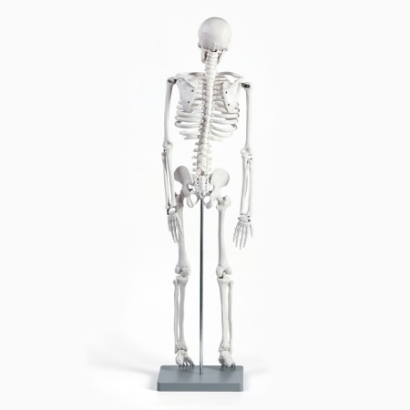 Model "Human Skeleton" 85cm-3