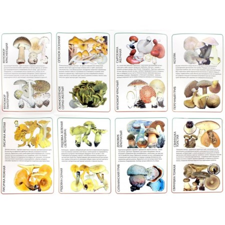 The most collected edible mushrooms having toxic or inedible doubles. Vishnevsky M.-1