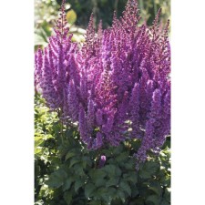 Astilba Lesshada Peep Wall, C1.5 pot, H10-50 height, 1 pc, summer 2024