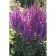 Astilba Lesshada Peep Wall, C1.5 pot, H10-50 height, 1 pc, summer 2024