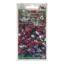 Lobelia flowers 