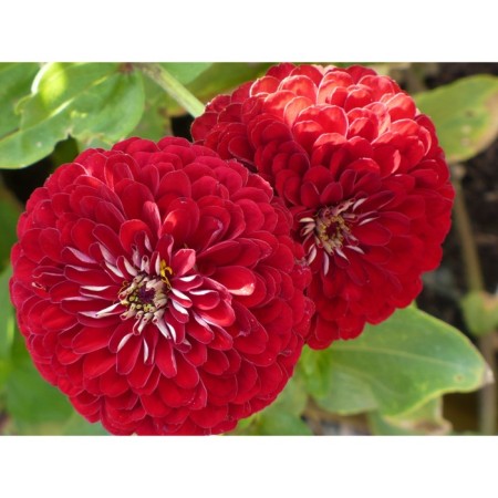 Seeds of Zinnia "Fruit"