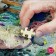 Puzzle "Coral Reef", 500 elements