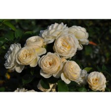 Seedling Rosa Parkovaya 
