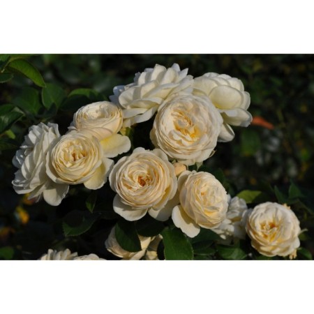 Seedling Rosa Parkovaya "Artemis", tube, 1 pc, spring 2025