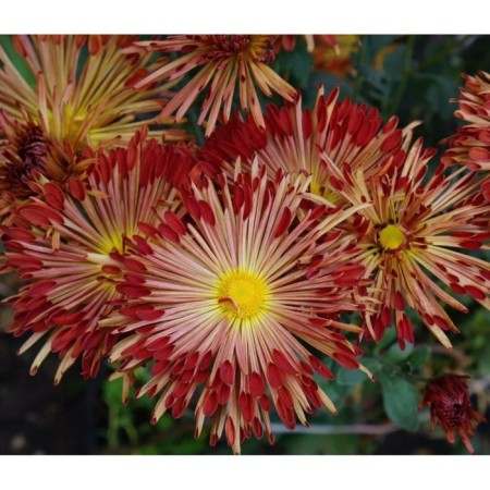 Chrysanthemum Korean salute, I rr, 1 pc, 50-60 h (cm), autumn 2024