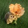 Garden figure - "Hedgehog with flower" 16cm