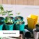 Set for seedlings: glasses of 500 ml (8 pcs), pan 40 × 20 cm, color mix, Greengo