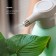 Sprayer for plants Galaxy Line GL 6900, 5 W, 1.5 l, 2 modes, from battery, green