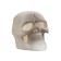 Skull lamp 2W LED LR44 5x7.5x7cm
