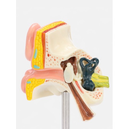 Matcage "Ear in section" 9*7*4cm-4