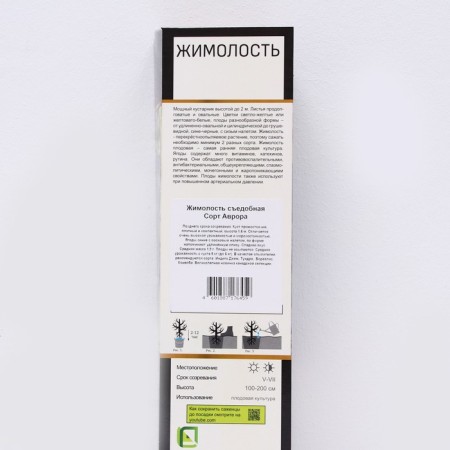 Anthogue honeysuckle (Northern Garden series) "Aurora", 1 pc, tube, spring 2025-1