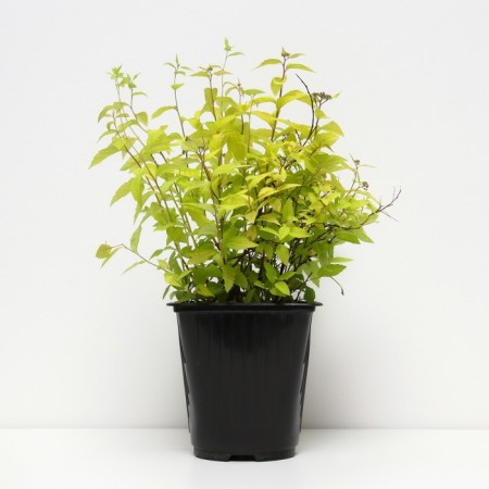 Spirea Japanese Golden Princesses, C2 pot, H10-50 height, 1 pc, summer 2024-1