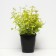 Spirea Japanese Golden Princesses, C2 pot, H10-50 height, 1 pc, summer 2024