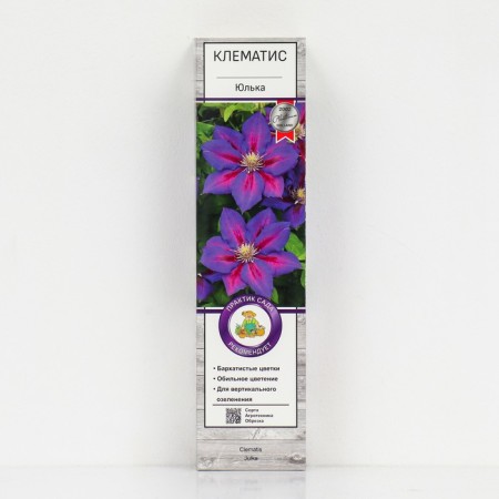 Clematis large -flowered "Julia", 1 pc, tube, spring 2025