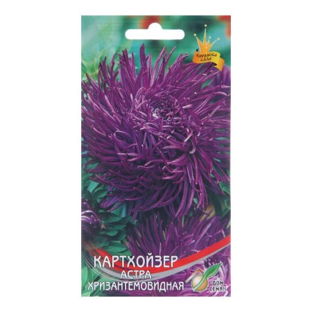 Flower seeds Astra Chrysanthemum "Carthazer", 95 pcs