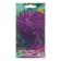 Flower seeds Astra Chrysanthemum "Carthazer", 95 pcs