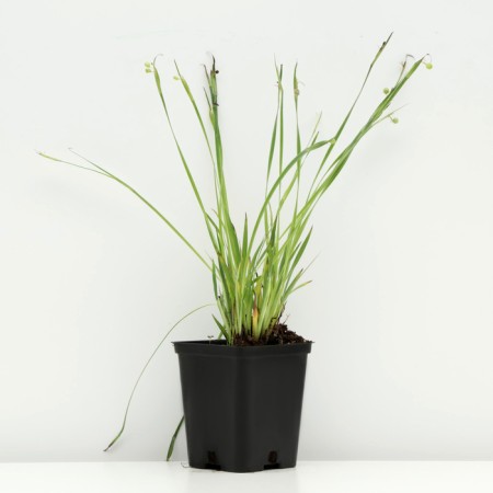 Sisirinhium narrow -leaved "Blue Aise Grass", P9 pot, 1 pc, spring 2024-1