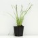 Sisirinhium narrow -leaved "Blue Aise Grass", P9 pot, 1 pc, spring 2024