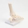 The Ikolnostopic joint layout is 25*11*11cm