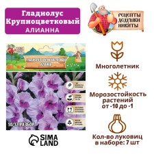 Гладиолус Крупноцветковый "Alannah", р-р 8/10, 7 шт ,