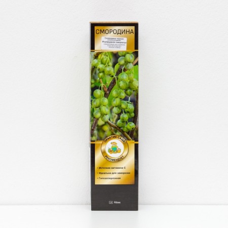 Currant Black (green -fruited) "Emerald Necklace", 1 pc, tube, spring 2025