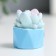 Polystone souvenir "Cactus in a pot" MIX 4x2.5x3 cm