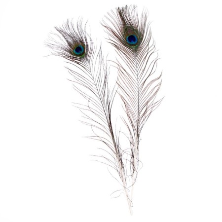 Feather of peacock for decor, set 2 pcs., Size 1 pc. - from 40 to 50 cm-5