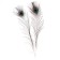 Feather of peacock for decor, set 2 pcs., Size 1 pc. - from 40 to 50 cm