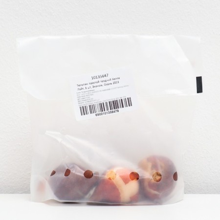 Tulip simple late Hella Light, 3 pcs, economy, autumn 2023
