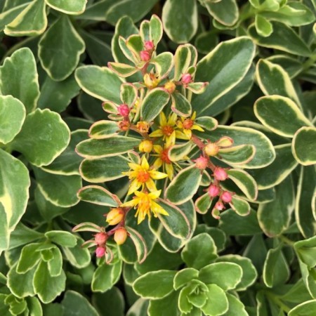 Cleaning Kamchatka "Variegata", P9 pot (readiness June), 1 pc, spring 2024