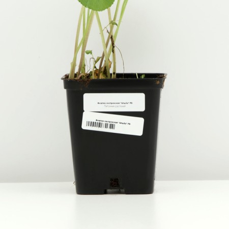 Violet Nursing "Alba", P9 pot, 1 pc, spring 2024-3