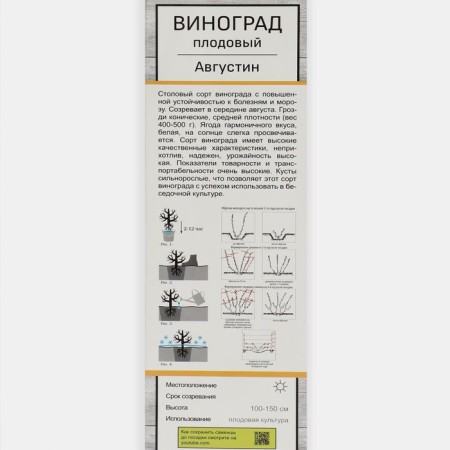 Fruit grapes "Augustine" 1 pc, tube, spring 2025-1