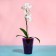 Pot for orchids, 1.2 l, 12.5 × 16.6 cm, plastic, transparent purple