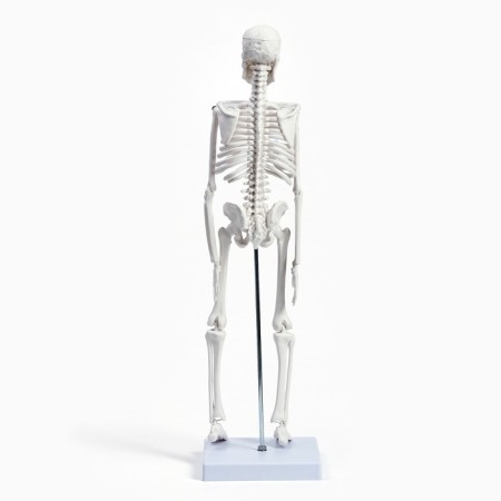 Model "Human Skeleton" 45cm-3