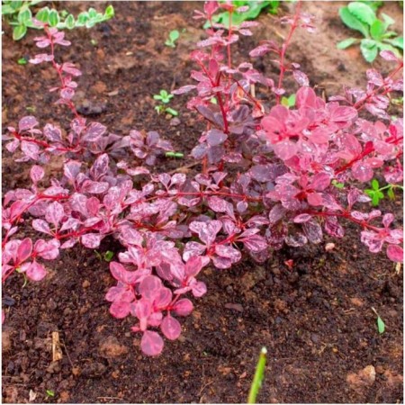 Barberry Tunberg Pink Etrakshn, pot C2, 1 pc, summer 2024