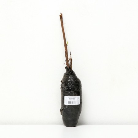 Edible honeysuckle (Northern Garden series) "Cinderella", 1 pc, tube, spring 2025-1