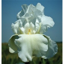 Iris Bearded Bianca, Rr. I, 1 pc, spring 2025