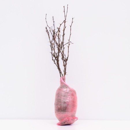 Barberry Tunberg Lux "Flamingo", tube, 1 pc, spring 2024-2