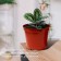 Pot for seedlings, 5 l, d = 22 cm, h = 18 cm, terracotta, Greengo