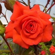 Seedling rose Salita, climbing, pot 2 l., Summer 2024
