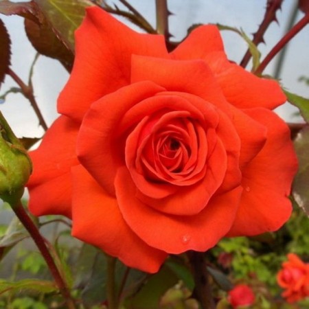 Seedling rose Salita, climbing, pot 2 l., Summer 2024