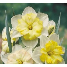 Narcissus with a split crown Chenging Colors, 12/14 rr, 5 pcs, 40 h (cm), autumn 2024