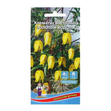Flower seeds Clematis eastern "Golden Waterfall", 12 pcs,