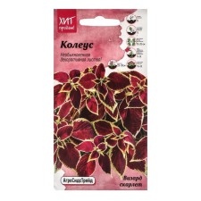 Flower seeds Koleus 