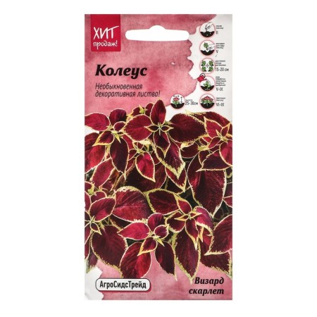 Flower seeds Koleus "Byzard", 10 pcs