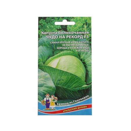 Cabbage seeds of white cabbage "Miracle for the Record" F1 late -ripening, coarse, 0.3 g