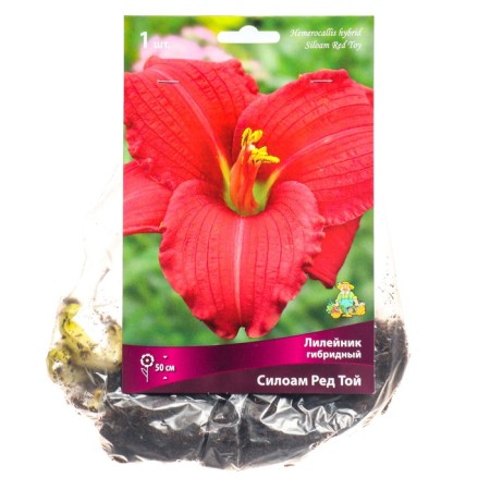 Lilenik hybrid siloam Red, I rr, 1 pc. 50 h (cm), autumn 2024