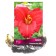 Lilenik hybrid siloam Red, I rr, 1 pc. 50 h (cm), autumn 2024