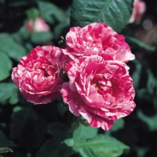 Park Ferdinand Pichad, C3.5 pot, H25-45 Height, 1 pc, summer 2024